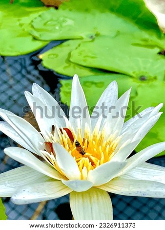 The white lotus seduces little bees to sniff.