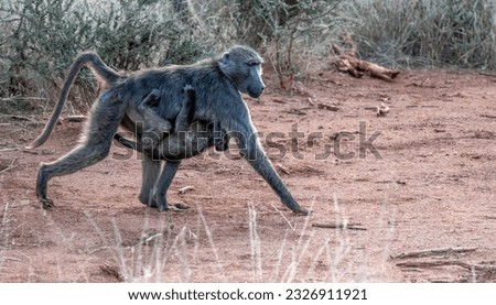 Mother Chacma Baboon with its baby hanging on