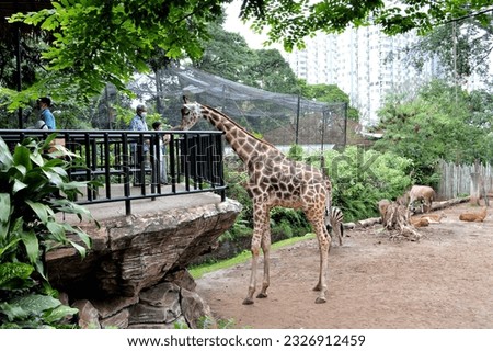 picture of a giraffe in the zoo