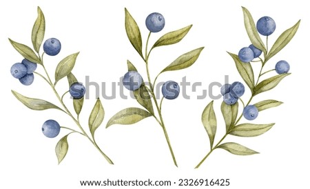 Set of Blueberry branches. Hand drawn watercolor illustration of Blue Berry fruits and green leaves on white isolated background. Drawing of Bilberry. Sketch of huckleberry or blackberry for clipart.