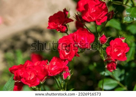 Wild red roses in garden...