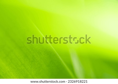 Nature view of green leaf on blurred greenery background in garden with copy space using as background natural green plants landscape, ecology, fresh wallpaper