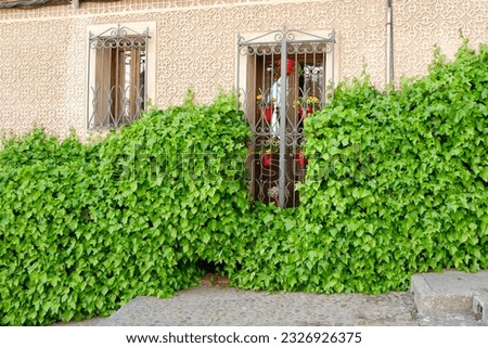 Beige wall of a house with stucco ornate with a door partly covered with ivy. Fresh summer greenery on the building wall in Segovia, Spain.