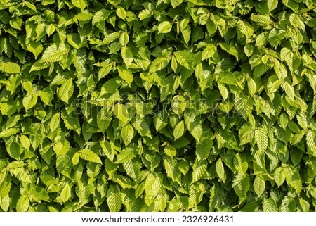 close-up of a beech hedge in sunlight with lush foliage Royalty-Free Stock Photo #2326926431