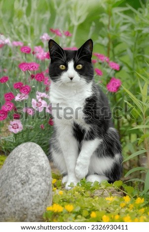 European Shorthair cat, tuxedo pattern black and white bicolor, posing in a garden with pink and yellow flowers Royalty-Free Stock Photo #2326930411
