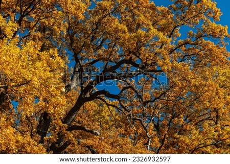 Nice autumn golden color branches of trees at sunny day, nature and background