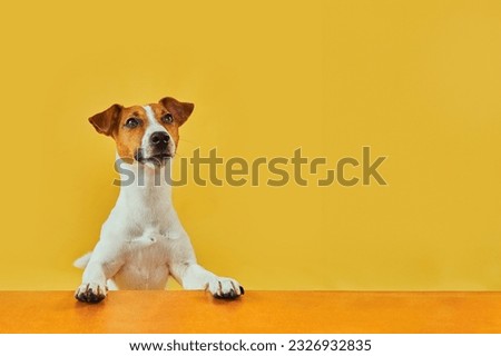 Portraite of Happy surprised dog. Top of head of Jack Russell Terrier with paws up peeking over blank golden table Smiling with tongue. Horizontal Banner with copy space on yellow background. Royalty-Free Stock Photo #2326932835