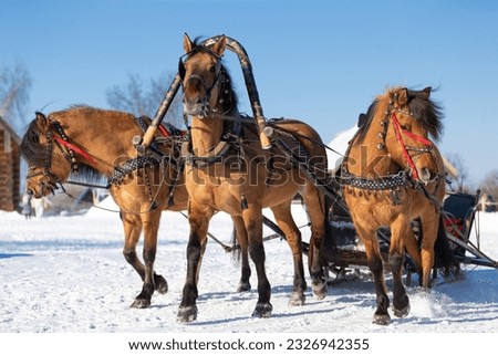A team of horses in the snow in winter