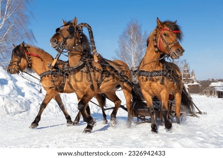 A team of three horses in winter