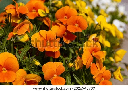 Close-up of orange-yellow Víola flowers in a flower bed. You can also see yellow and white violets.