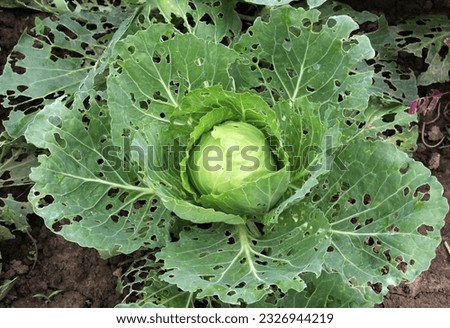 In the vegetable garden, cabbage leaves are damaged by slugs Royalty-Free Stock Photo #2326944219