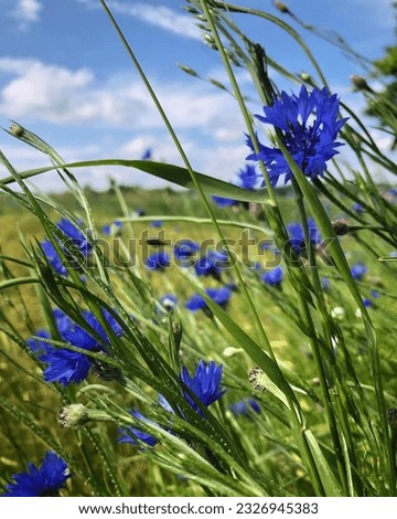 national flower of Poland is not specifically designated, but one of the most commonly associated flowers with the country is the cornflower (Centaurea cyanus). However, since you specifically mention