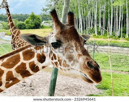 cute Giraffe at the zoo 