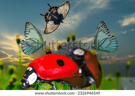 Mating time in the ladybugs