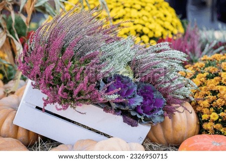 Wooden box with flowering decorative purple-pink cabbage, flowers, pumpkins in dry straw. Traditional symbol for harvest holidays, Thanksgiving Day, Halloween