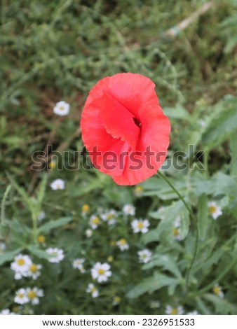 Red poppy in the field, close up.