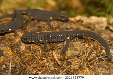 Natural closeup on a terrestrial juvenile of the endangered Chinese warty newt, Paramesotriton chinensis sitting on dried leaf