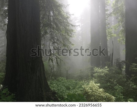 Misty Redwood Forest in National Park Royalty-Free Stock Photo #2326956655