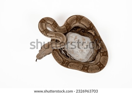 Central American Boa Constrictor with Fiery Colors on White Background - Exotic Reptile Wildlife Stock Photo