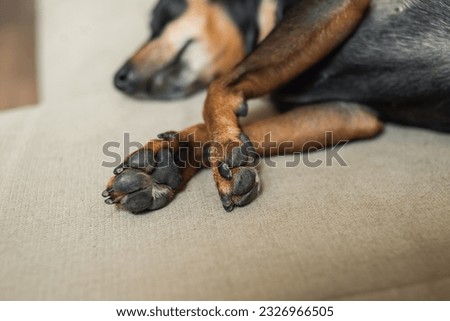 Dog paws. Close-up of the paws of a dog that is sleeping. Cute little dog paws