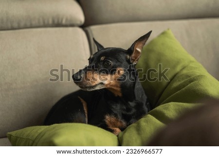 Miniature pincher lies on the sofa on green pillow soft beige background, portrait of a dog. The dog is resting Royalty-Free Stock Photo #2326966577