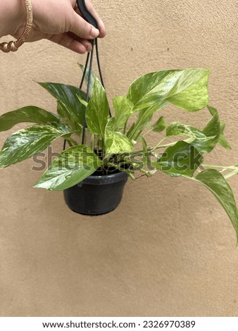 marbel queen photos trailing indoor plant