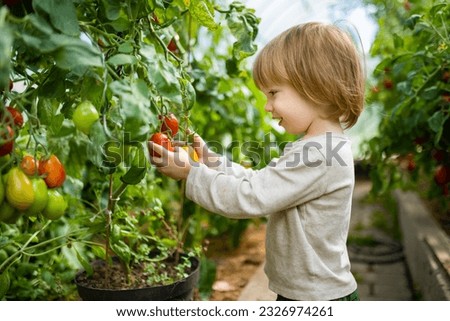 Cute toddler boy having fun in a greenhouse on sunny summer day. Child holding a fresh organic tomato. Child helping with daily chores. Gardening activity for kids. Royalty-Free Stock Photo #2326974261