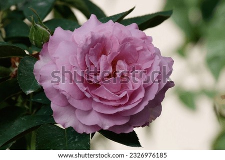 Picture of a lavender colored rose
