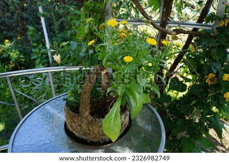Calendula officinalis blooms in a flower basket in July. Calendula officinalis, the pot marigold, ruddles, common marigold or Scotch marigold, is a flowering plant in the daisy family Asteraceae. 