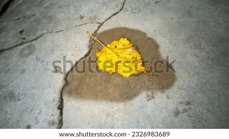 yellow leaves that fall on the wet floor