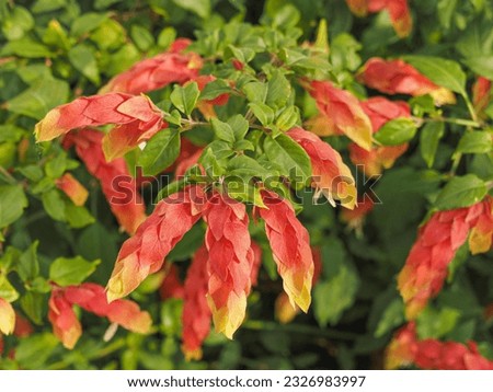 Mexican shrimp plant, long colorful bracts which look somewhat like shrimps and green leaves, close up. Justicia brandegeeana or False Hop is evergreen shrub, flowering plant of the family Acanthaceae Royalty-Free Stock Photo #2326983997