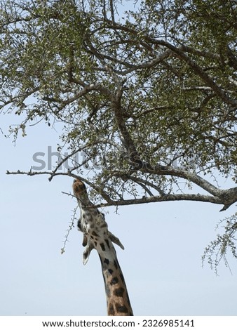 Maasai Giraffe  ( Giraffa tippelskirchi ) Family-order - Giraffidae Artiodactyla and acacia tree, Serengeti National park, Tanzania, Africa Royalty-Free Stock Photo #2326985141