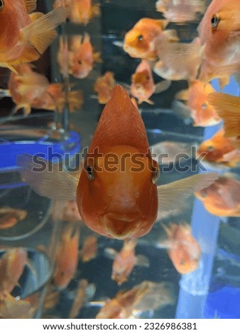 Funny goldfish wanting to be the superstar of the picture