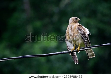 Red-Shouldered Hawk sitting on a wire.