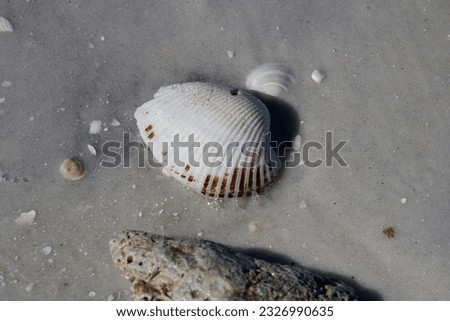 Picture of seashells on the beach