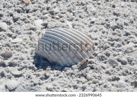 Picture of seashells on the beach