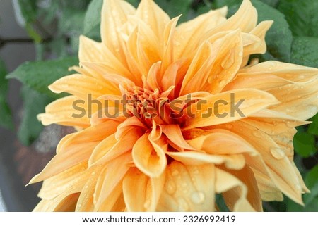 Magnificent Macro: Captivating Beauty of Orange Petal Blooms