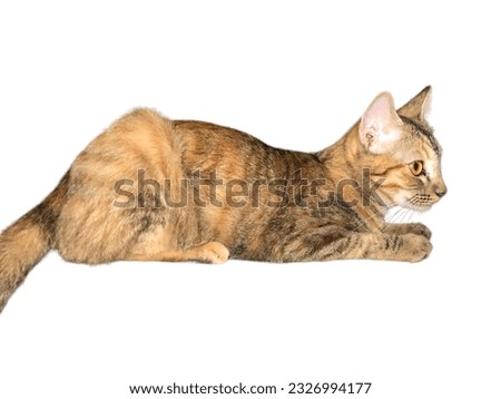 Cat is sitting. Isolated on white background.