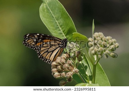 Monarch Butterfly on a common milkweed flower 