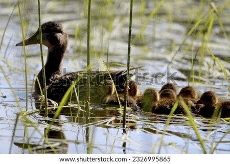 A mallard duck swimming in front of her babies