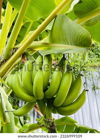 One bunch of green bananas in Thailand