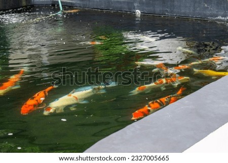 Colorful Koi Fish Swimming at the Pond