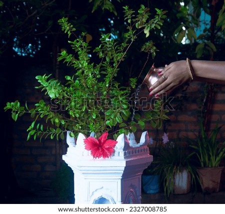 Holy Basil plant is the mother of Indians. She is worshiped regularly and holds a very high place in Ayurvedic. Royalty-Free Stock Photo #2327008785