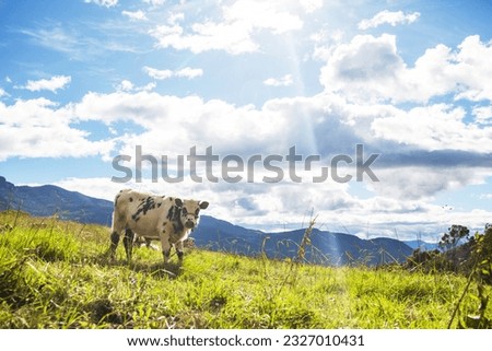 Cow in green summer meadow