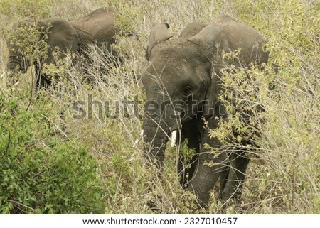 Elephants Moving Around in Africa