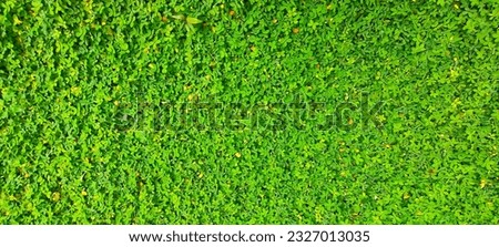 Beautiful lush and soft grassy foliage background is excellent for natural themed backgrounds