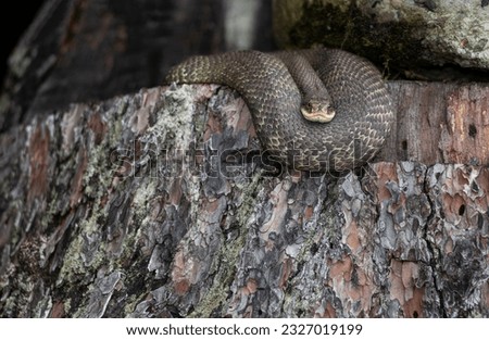 Gravid eastern hognose basking on a tree stump from Massachusetts 