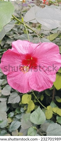 a picture of a pink flower in the park surrounded by green leaves