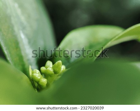 bali, indonesia on june 1, 2023: defocused, green blurred background of green leaves in the day time, selective focus 