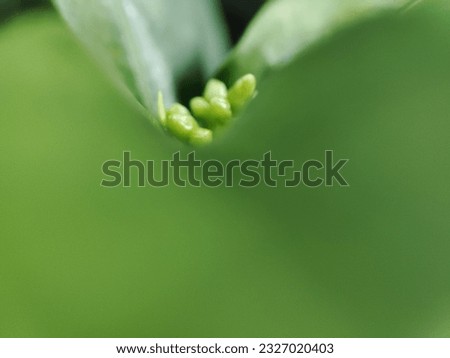 bali, indonesia on june 1, 2023: defocused, green blurred background of green leaves in the day time, selective focus 